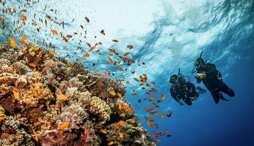 Diving in the Red Sea: Best Spots and What to Expect